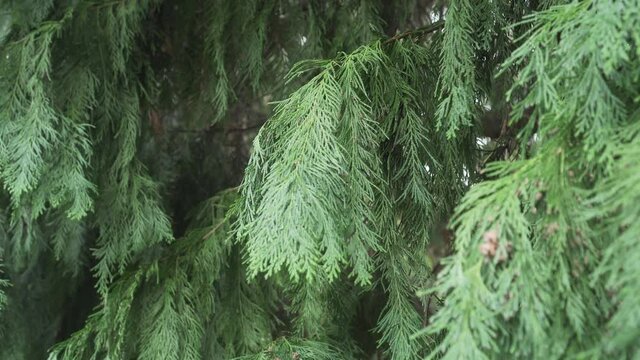 Old thuja tree with green lush foliage close up