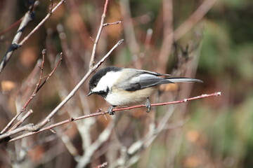 Bird On The The Branch, Whitemud Park, Edmonton, Alberta