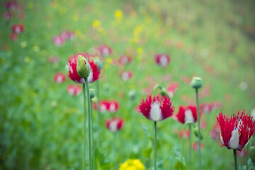 Poppy Poppy (Papaver somniferum) Poppy flower in the garden.