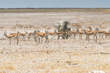 Fototapeta na wymiar Elephant In In A Group Of Springbok Etosha National Park Namibia