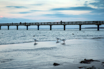 See Bridge In Boltenhagen With Overcast Sky And Gulls In The Foreground, Mecklenburg-Vorpommern, Germany