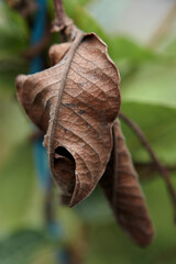 Dry Leaf