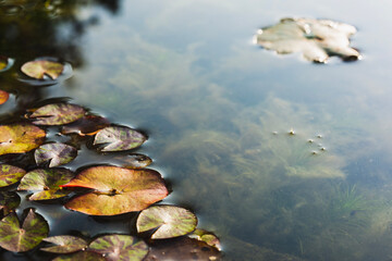 Closeup lotus leaves on dirty water surface with natural background.