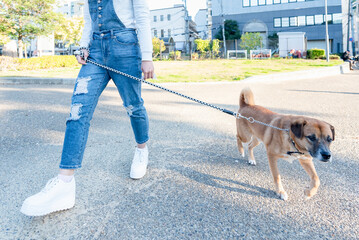 お散歩する犬と若い女性