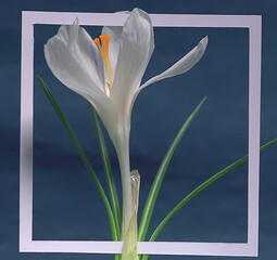 white crocus frame / spring flowers, abstract background