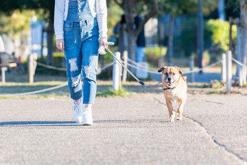 お散歩する犬と若い女性