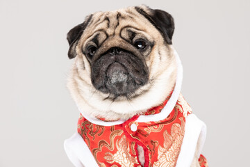 Happy dog pug breed in Chinese New Year costume for Happy and lucky year