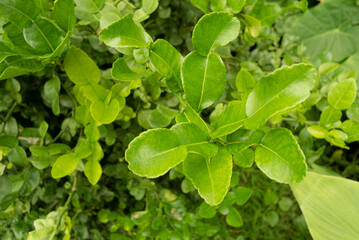 Green bergamot leaves. Aromatic herb.