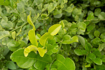Green bergamot leaves. Aromatic herb.