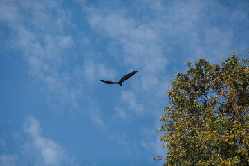 Rousettus against the sky.