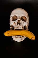 Human skull model with banana on a black background. Low-key photo.