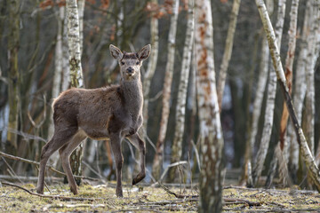Naklejka na ściany i meble Majestic deer stag in forest. Animal in nature habitat