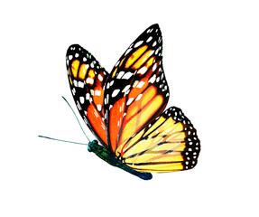 Fototapeta na wymiar Color monarch butterfly , isolated on the white background