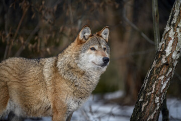 Fototapeta na wymiar Close up wolf in winter forest background