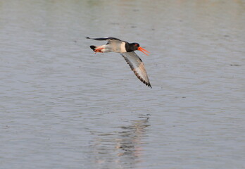 A  oystercatcher (Haematopus ostralegus) flies over the lake water on a summer morning. Western...