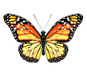 Color monarch butterfly , isolated on the white background