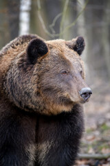 Close portrait wild big brown bear portrait in forest. Danger animal in nature habitat