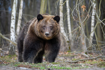 Close wild big brown bear portrait in forest. Danger animal in nature habitat