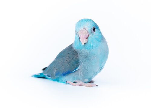 Forpus blue color isolated on white background  baby little bird parrot parakeet 1 month age