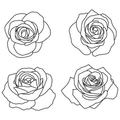 Floral background. A sketch of roses.