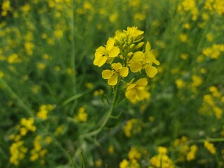 Mustard flowers with Beautiful nature. Mustard field background texture Landscape, yellow rapeseed field, close up. fresh canola flowers. 