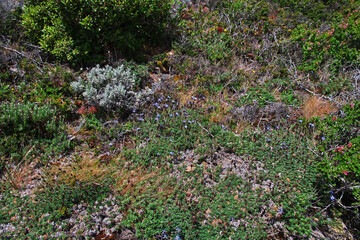 Flowers in Torres del Paine National Park, Patagonia, Chile
