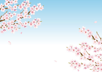 桜の花の水彩イラスト背景