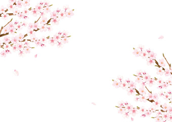 Obraz na płótnie Canvas 桜の花の水彩イラスト