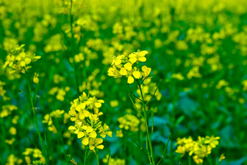 Bloomed mustard flowers closeup views on the fields.