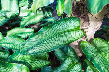 Calathea ornata leaves background, Tropical forest, nature background