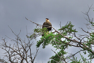 Eagle in Torres del Paine National Park, Patagonia, Chile