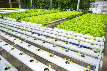 Hydroponic farming in Thailand, young lettuce plant growing with water system in green house, organic farming