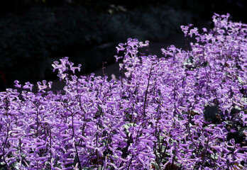 Obraz premium Beautiful flower, Purple Spurflower. Plectranthus mona lavender violet flowers.