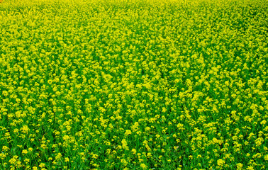 Mustard flowers blooming on the village fields.