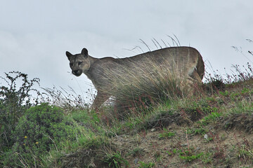 Puma in Torres del Paine National Park, Patagonia, Chile