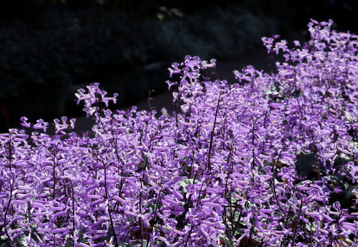 Beautiful flower, Purple Spurflower. Plectranthus mona lavender violet flowers.