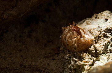 The hermit crab is wiggling from its own shell in the shadow.