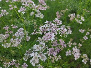 small Beautiful flowers in the Field.flowers for background texture.beautiful nature in spring.