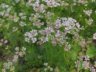 small Beautiful flowers in the Field.flowers for background texture.beautiful nature in spring.