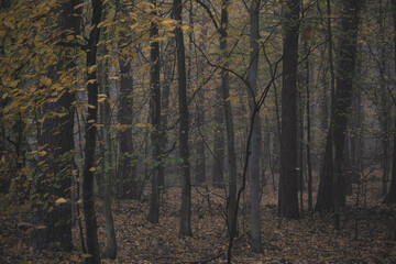 Obraz premium Dark autumnal day in Kampinos National Park, Poland. Deciduous young trees growing near the main road to Palmiry Cemetery. Selective focus on tree trunks, blurred background.