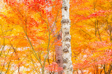 長野県箕輪町もみじ湖の紅葉　紅葉湖　箕輪ダム