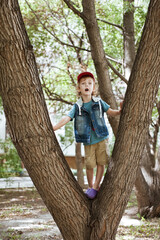 Cute preschooler boy climbed a tall tree in the city Park.