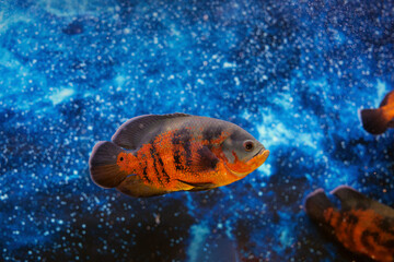 Oscar Fish or astronotus ocellatus on blue blur water background in aquarium
