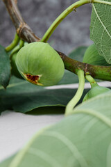 Close up a branch of green figs with leaves on a marble background