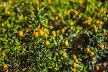 Close up Vibrant orange citrus fruits on a Kumquat tree in honor of the Vietnamese new year. Lunar new year flower market. Chinese New Year. Tet