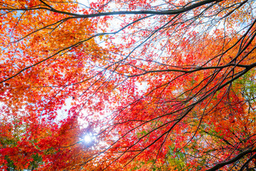 長野県箕輪町もみじ湖の紅葉　紅葉湖　箕輪ダム