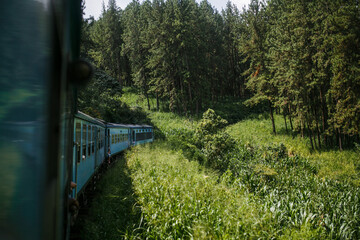 Fototapeta premium Train in Sri Lanka. Train running through the forest
