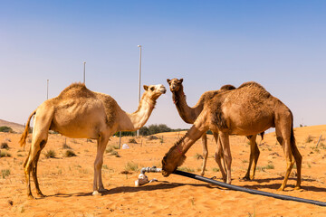 Close up of thirsty Camels drinking water in the sand dunes of Dubai desert, United Arab Emirates.