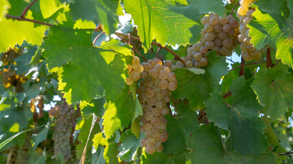 Ripe grapes. Georgia country. Autumn.