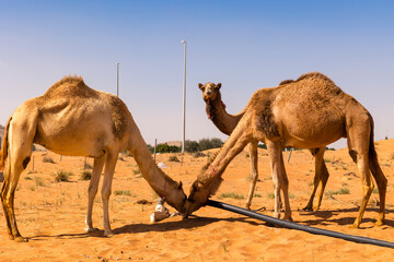 Close up of thirsty Camels drinking water in the sand dunes of Dubai desert, United Arab Emirates.